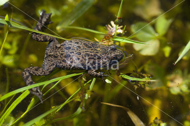 Fire bellied toad (Bombina bombina)