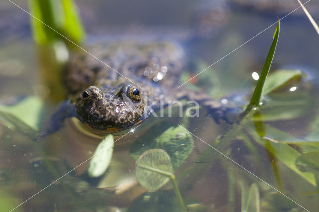 Fire bellied toad (Bombina bombina)