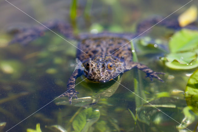 Roodbuikvuurpad (Bombina bombina)