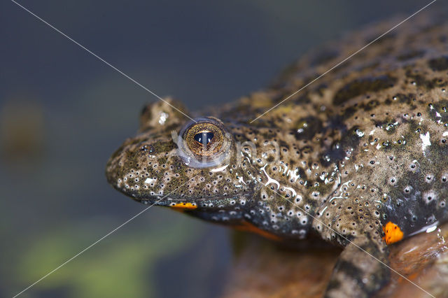 Fire bellied toad (Bombina bombina)