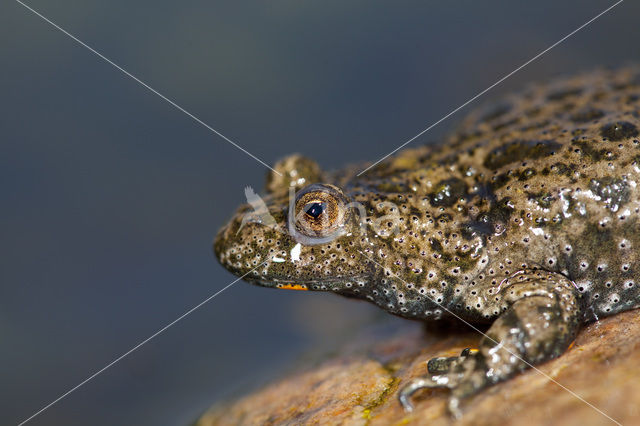 Fire bellied toad (Bombina bombina)