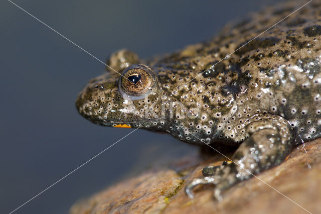 Fire bellied toad (Bombina bombina)