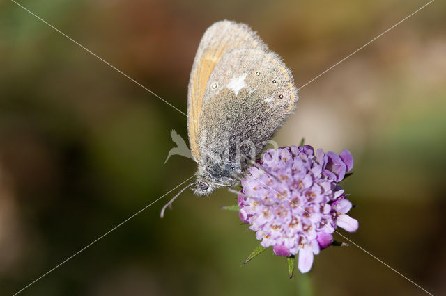 Chestnut Heath (Coenonympha glycerion)