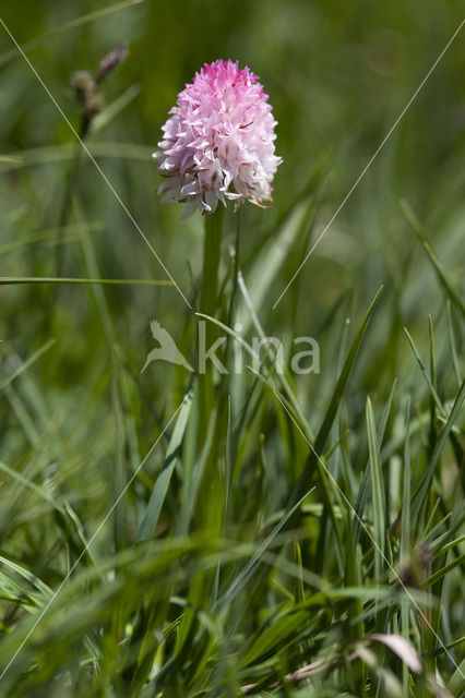 Roze vanilleorchis (Gymnadenia corneliana bournerasii)