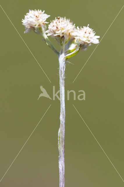 Rozenkransje (Antennaria dioica)