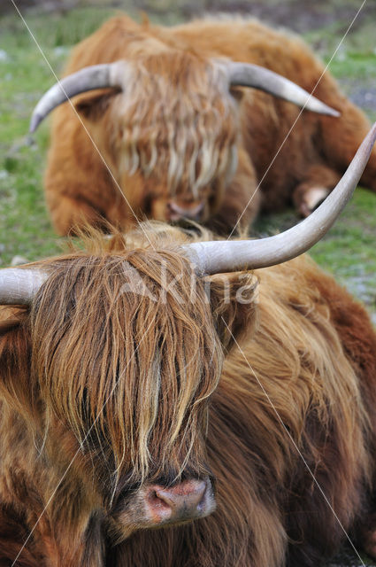 Schotse Hooglander