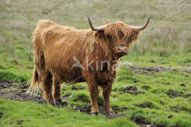 Schotse Hooglander