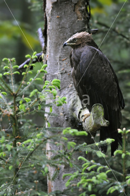 Schreeuwarend (Aquila pomarina)