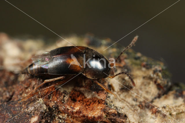 Sepedophilus littoreus