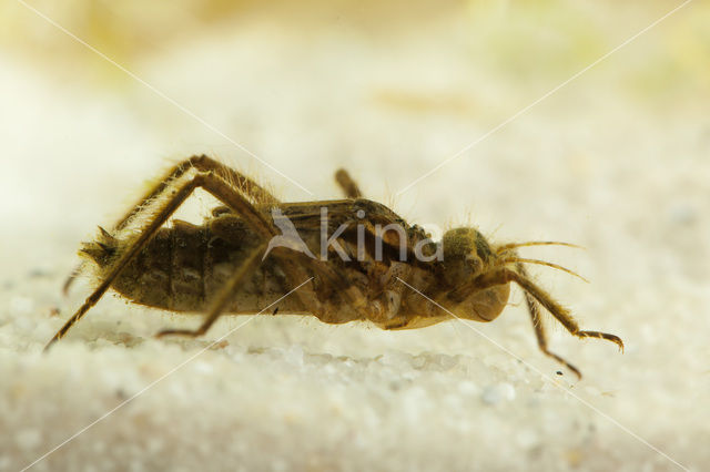 Smaragdlibel (Cordulia aenea)