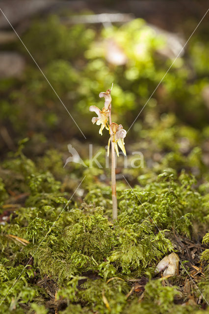 Spookorchis (Epipogium aphyllum)