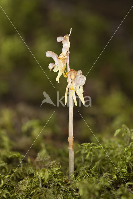 Spookorchis (Epipogium aphyllum)