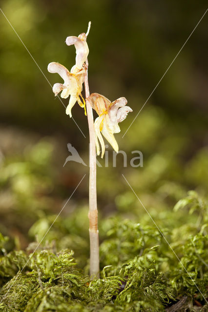 Spookorchis (Epipogium aphyllum)