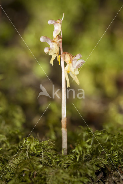 Spookorchis (Epipogium aphyllum)