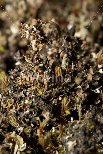 Stuifzandstapelbekertje (Cladonia verticillata)