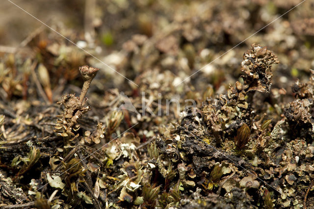 Stuifzandstapelbekertje (Cladonia verticillata)