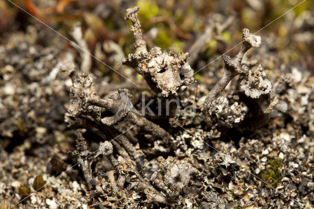 Stuifzandstapelbekertje (Cladonia verticillata)