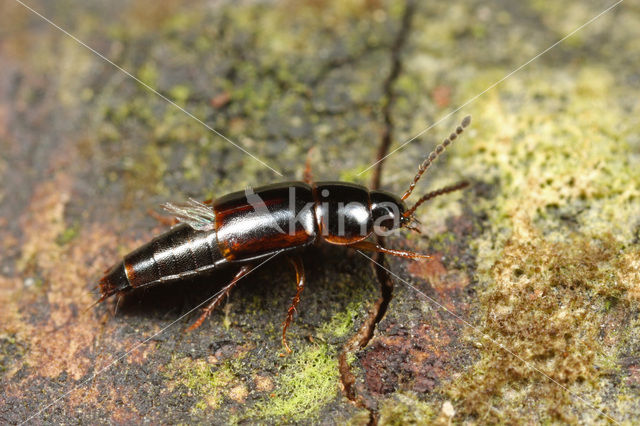 Tachinus marginellus