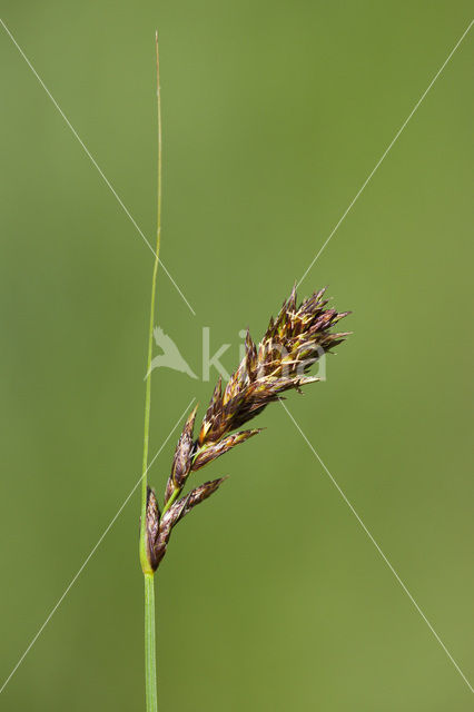 Tweerijige zegge (Carex disticha)