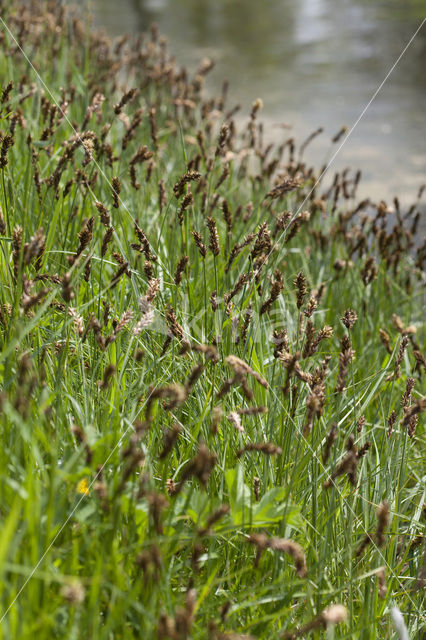 Tweerijige zegge (Carex disticha)