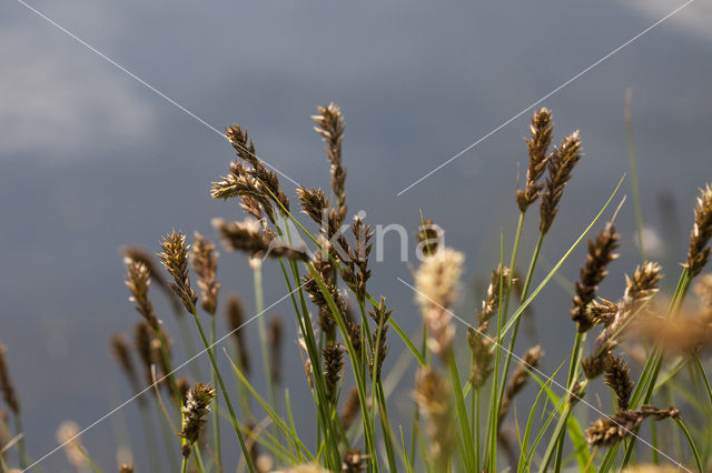 Tweerijige zegge (Carex disticha)