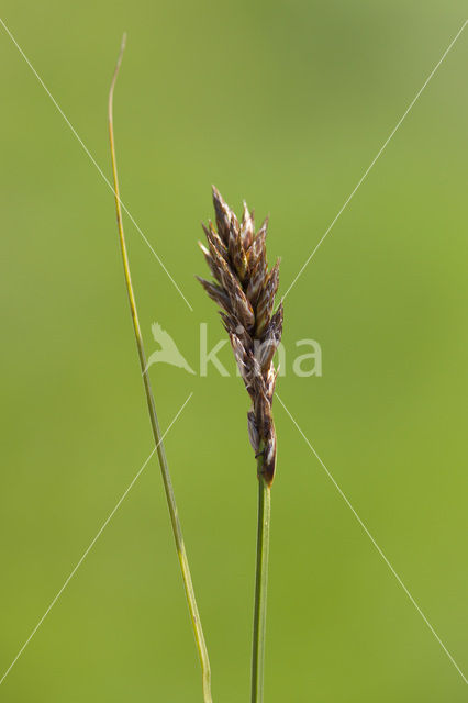 Tweerijige zegge (Carex disticha)