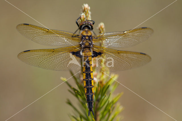 Tweevlek (Epitheca bimaculata)