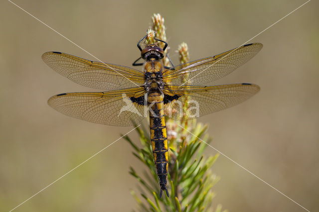 Tweevlek (Epitheca bimaculata)