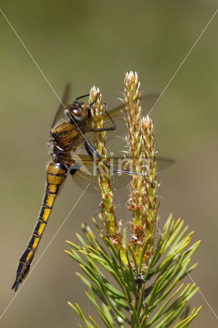 Tweevlek (Epitheca bimaculata)