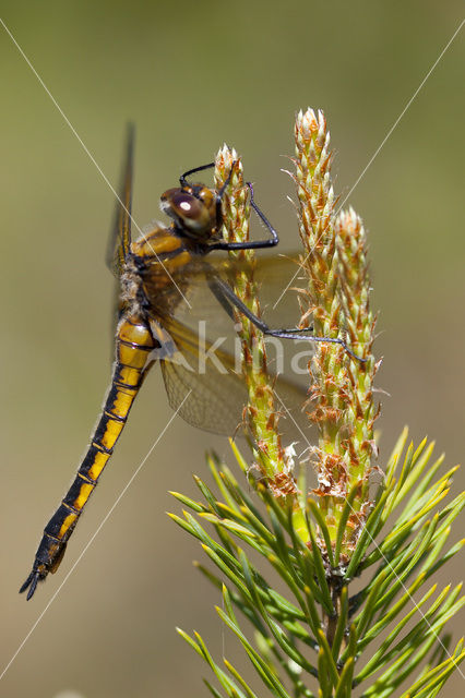 Tweevlek (Epitheca bimaculata)