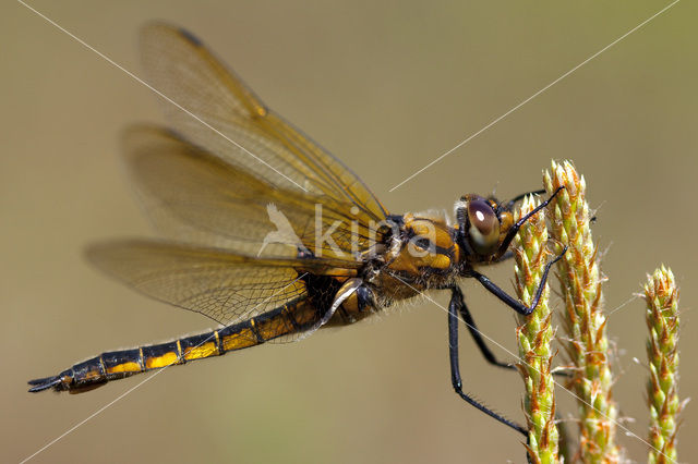 Tweevlek (Epitheca bimaculata)