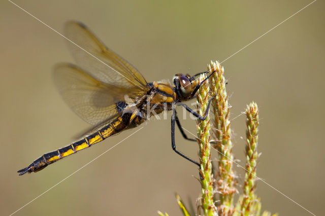 Tweevlek (Epitheca bimaculata)