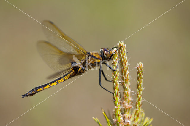 Tweevlek (Epitheca bimaculata)