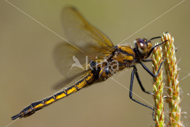 Tweevlek (Epitheca bimaculata)