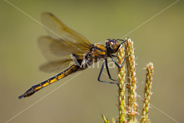 Tweevlek (Epitheca bimaculata)