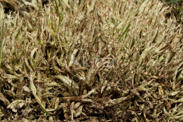 Varkenspootje (Cladonia uncialis biuncialis)