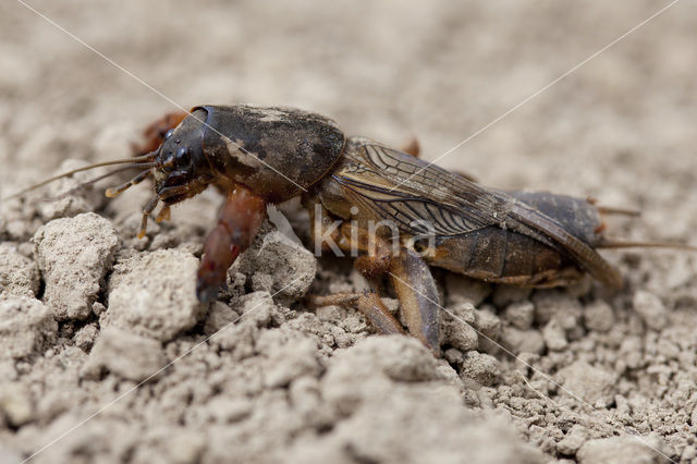 Veenmol (Gryllotalpa gryllotalpa)