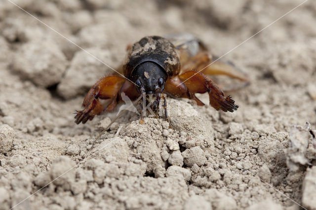 Veenmol (Gryllotalpa gryllotalpa)