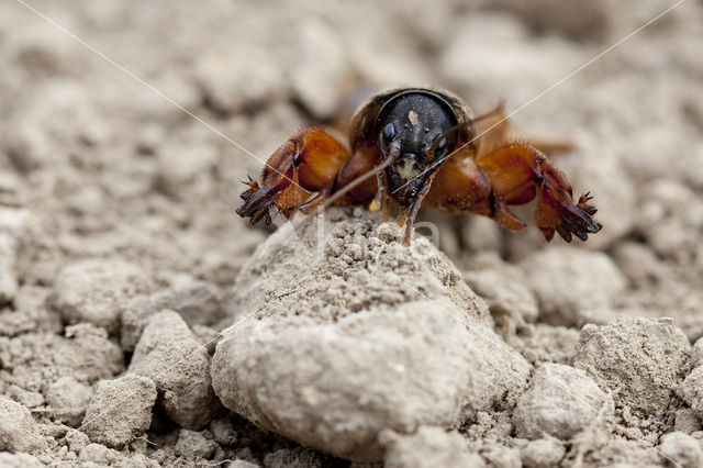 Veenmol (Gryllotalpa gryllotalpa)