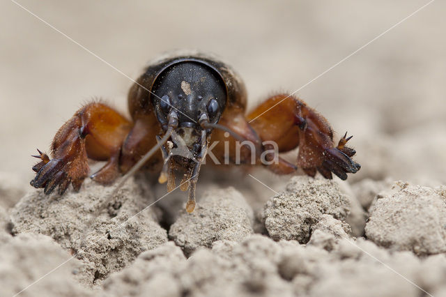 Veenmol (Gryllotalpa gryllotalpa)