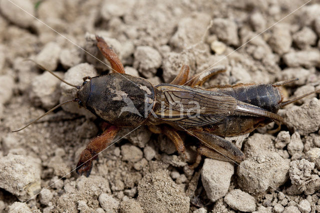 Veenmol (Gryllotalpa gryllotalpa)