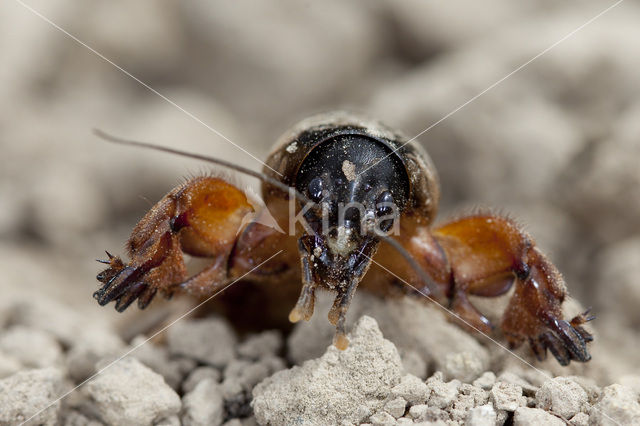 Veenmol (Gryllotalpa gryllotalpa)