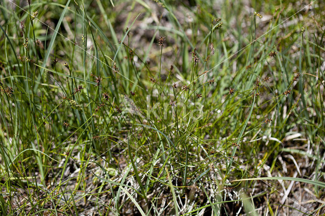 Veenzegge (Carex davalliana)