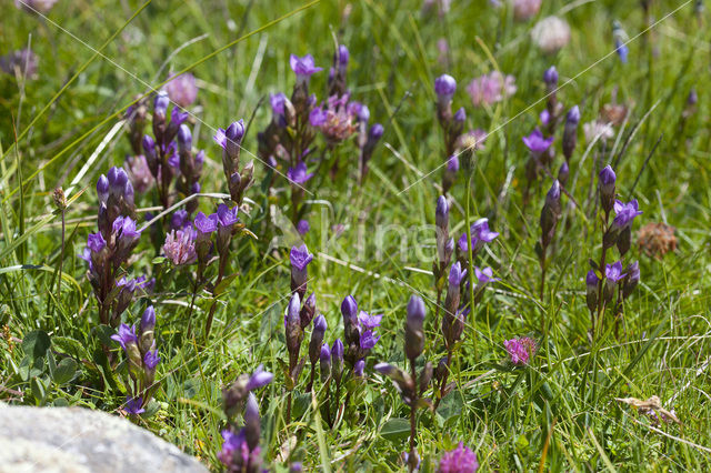 Veldgentiaan (Gentianella campestris)