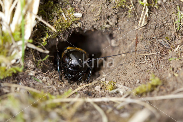 Veldkrekel (Gryllus campestris)