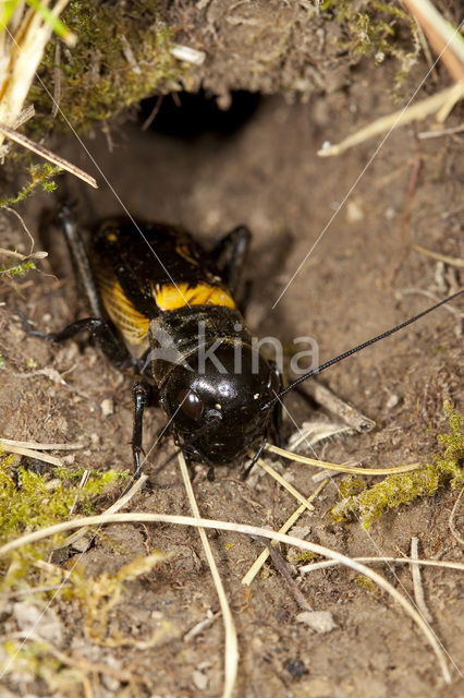 Veldkrekel (Gryllus campestris)