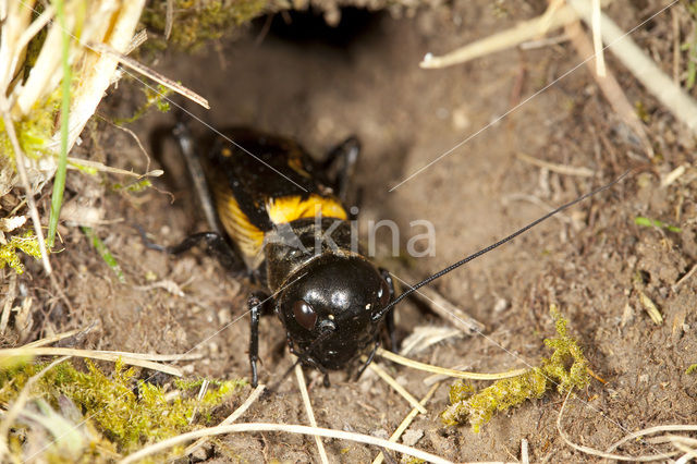 Veldkrekel (Gryllus campestris)