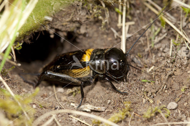 Veldkrekel (Gryllus campestris)