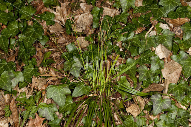 Vingerzegge (Carex digitata)