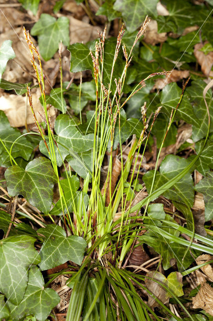 Vingerzegge (Carex digitata)